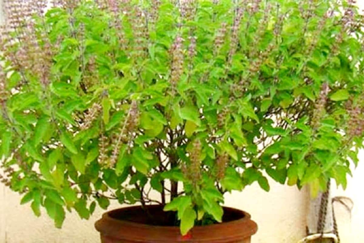  જે મહિલાઓ ગર્ભવતી હોય અને સ્તનપાન કરાવતી હોય તેમણે પણ નિષ્ણાતોની સલાહ પર જ તુલસીના પાનનું સેવન કરવું જોઈએ. સલાહ વગર તુલસીના પાન ખાવાથી પણ નુકસાન થઈ શકે છે. જો તમે ડાયાબિટીસની દવા લેતા હોવ તો તુલસીના પાનનું સેવન ન કરો. તુલસીના પાનમાં અનેક ગુણો હોય છે, પરંતુ જો તમે કોઈ પણ પ્રકારની દવા લેતા હોવ તો નિષ્ણાતોની સલાહ પર જ તુલસીના પાનનું સેવન કરો.