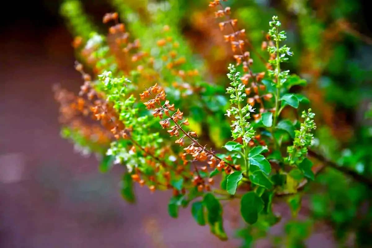  આયુર્વેદ અનુસાર, તુલસીના પાનમાં લોહીના ગંઠાઈ જવાની સમસ્યા છે, પરંતુ જો તમને લોહીના ગંઠાઈ જવાની સમસ્યા નથી અને તમે લોહીને પાતળું કરવાની દવાઓ લેતા હોવ તો તુલસીના પાનનું વધુ પ્રમાણમાં સેવન ન કરો. આ લોહીને પાતળું બનાવી શકે છે. અનેક સ્ટડીઝમાં ખુલાસો થયો છે કે તુલસીના પાનનું સેવન કરવાથી બ્લડ શુગર લેવલ ઓછું થઈ જાય છે. જો કોઈ ડાયાબિટીસનો દર્દી દવાઓ લેતો હોય અને ઉપરથી તુલસીના પાનનું સેવન કરે તો શરીરમાં જરુર કરતા વધારે શુગરનું પ્રમાણ ઘટી શકે છે અને તે નુકસાનકારક છે.