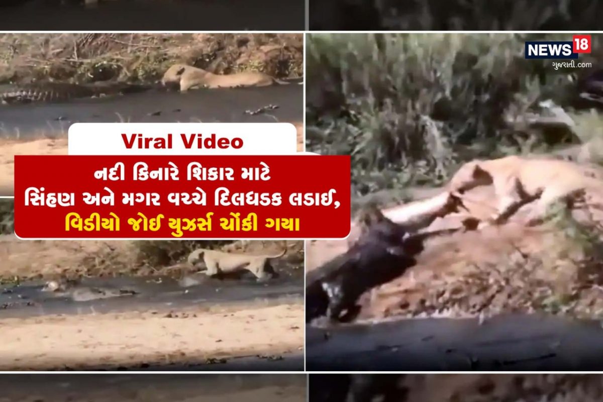 Viral Video: નદી કિનારે શિકાર માટે સિંહણ અને મગર વચ્ચે દિલધડક લડાઈ, વિડીયો જોઈ યુઝર્સ ચોંકી ગયા