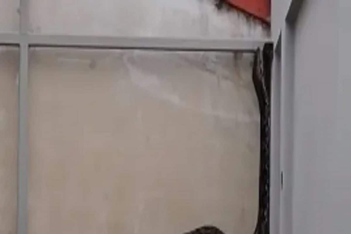 Viral Video: ઘરની દીવાલ પર ચડતો જોવા મળ્યો વિશાળકાય અજગર! જોઈને જ ચોંકી ઉઠ્યો પરિવારો