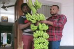 Rare Banana Tree: ભારતમાં અહીં ઉગી નીકળ્યા બાહુબલી કેળા