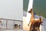 Viral Video: જીવતા કૂતરાઓને ક્રૂરતાપૂર્વક સોંપ્યા મગરોને, જોત જોતામાં જ ગળી ગયો!