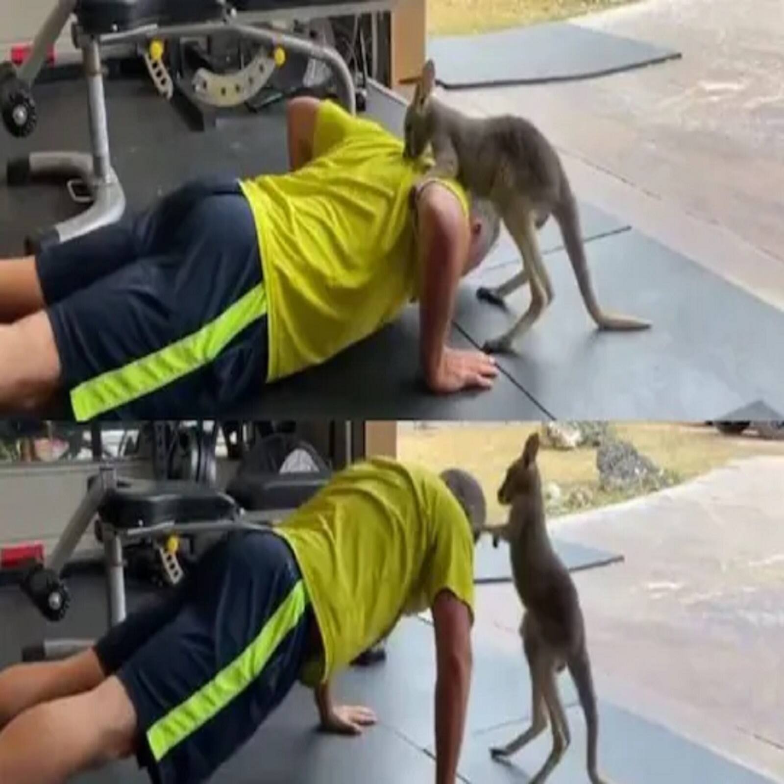 Video: ફિટનેસ ફ્રીક માલિકનો ટ્રેનર બન્યો Kangaroo, ખૂબ જ કરાવી ...