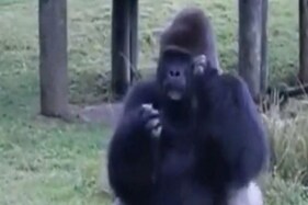 Zooના ગોરિલાએ હાથના ઈશારાથી પ્રવાસીઓને આપી માહિતી! જુઓ સ્માર્ટ પ્રાણીનો વીડિયો