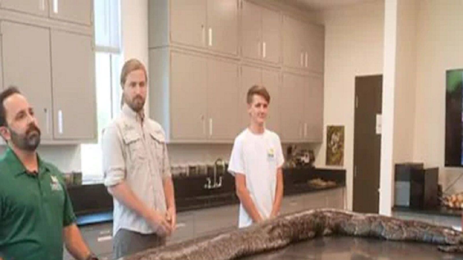 18 feet long python captured in America found deer and 122 eggs inside ...
