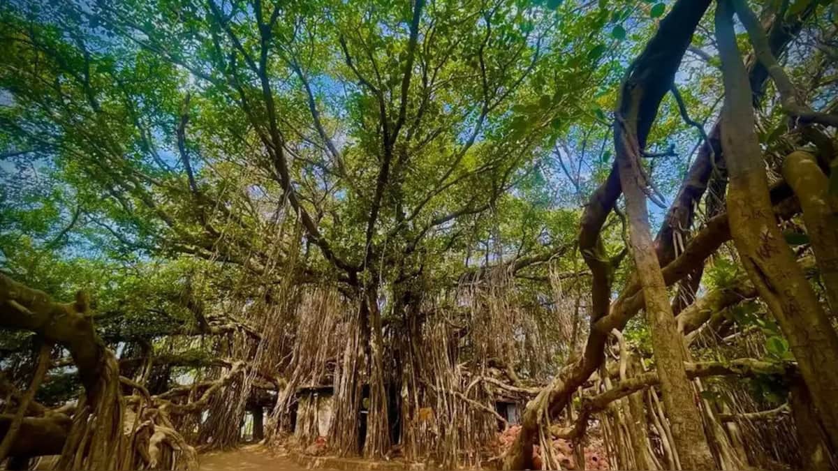 The 500yearold banyan tree will now be converted into a religious