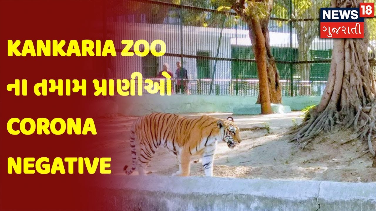 Ahmedabad | Kankaria Zoo ના તમામ પ્રાણીઓ Corona Negative