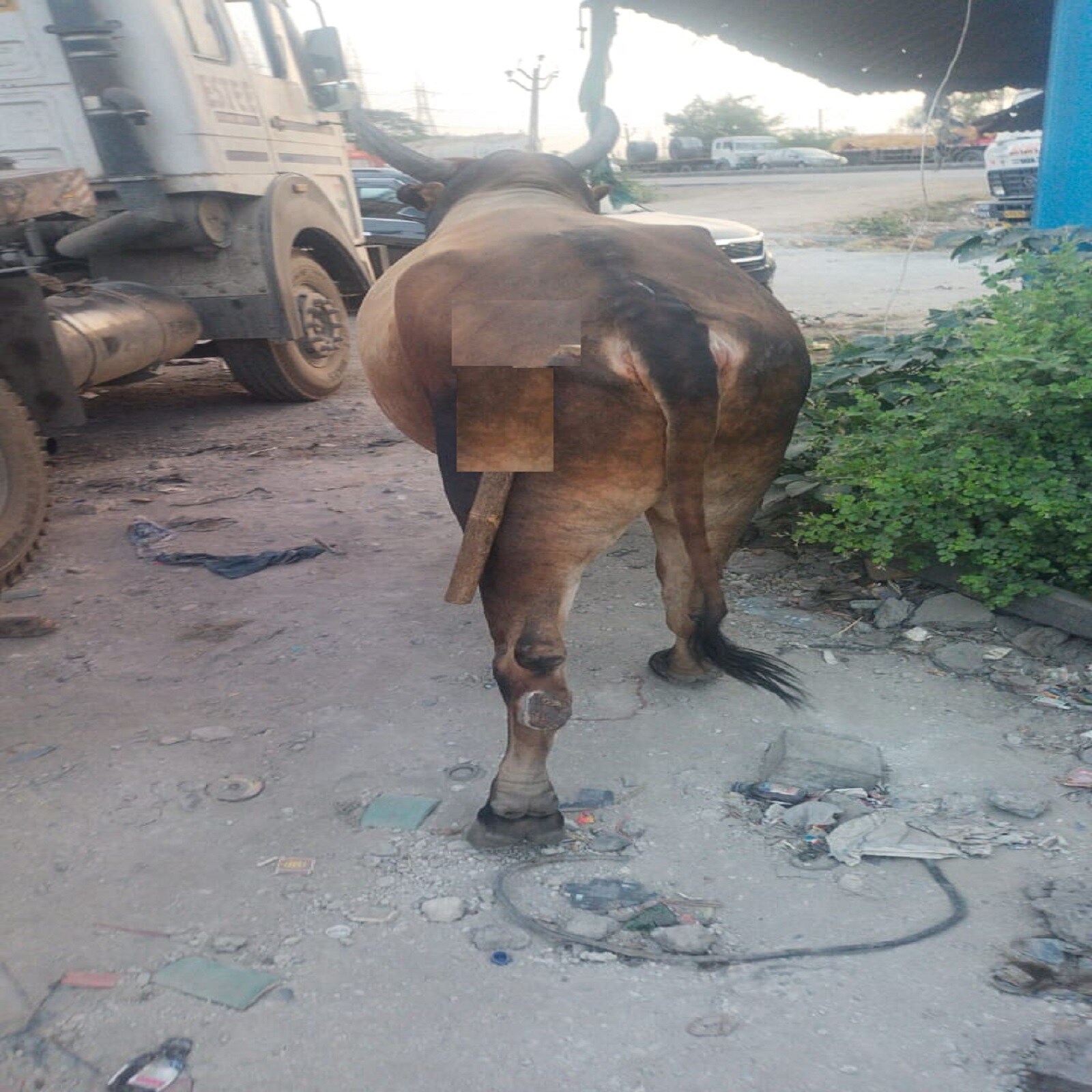 In Surat a bull was brutally attacked and seriously injured. | PiPa News