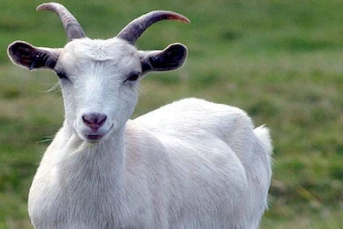 Goat of kyiv: રશિયન સેના પર ભારે પડી એક યુક્રેનની 'બકરી', આ હરકતથી 40 સૈનિકોને ઉડાવ્યા