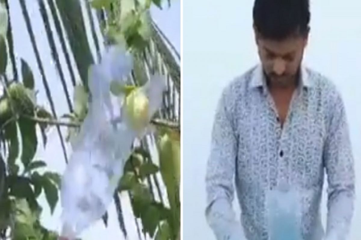 VIDEO: ઝાડ પરથી ફળો તોડવા માટે એક વ્યક્તિએ બનાવ્યું અદભુત ઉપકરણ, જુઓ જુગાડ