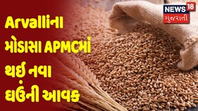 Arvalliના મોડાસા APMCમાં થઇ નવા ઘઉંની આવક, ખેડૂતોને ગત સિઝન કરતા વધુ ભાવ મળ્યા