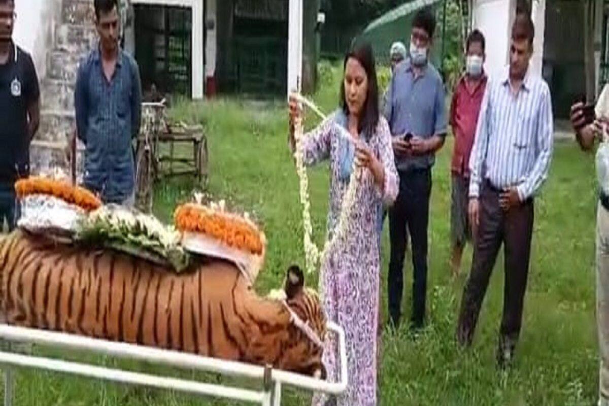 Tiger Raja Dies: દેશના સૌથી ઘરડા વાઘ  ‘રાજા’નું મોત, આવી રીતે આપવામાં આવી શ્રદ્ધાંજલિ