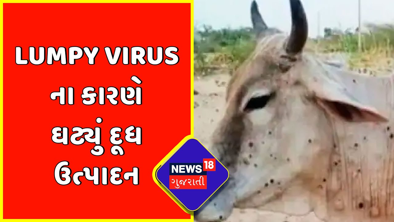 Morbi News :Lumpy Virus ના કારણે ઘટ્યું દૂધ ઉત્પાદન | Gujarat Lumpy Virus Outbreak
