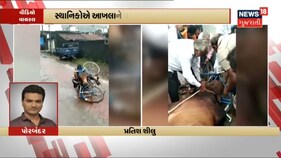 Porbandar ના ઈશ્વરીયા ગામનો માથામાં સાયકલ ફસાયેલ આખલાનો એક વિડીયો વાયરલ