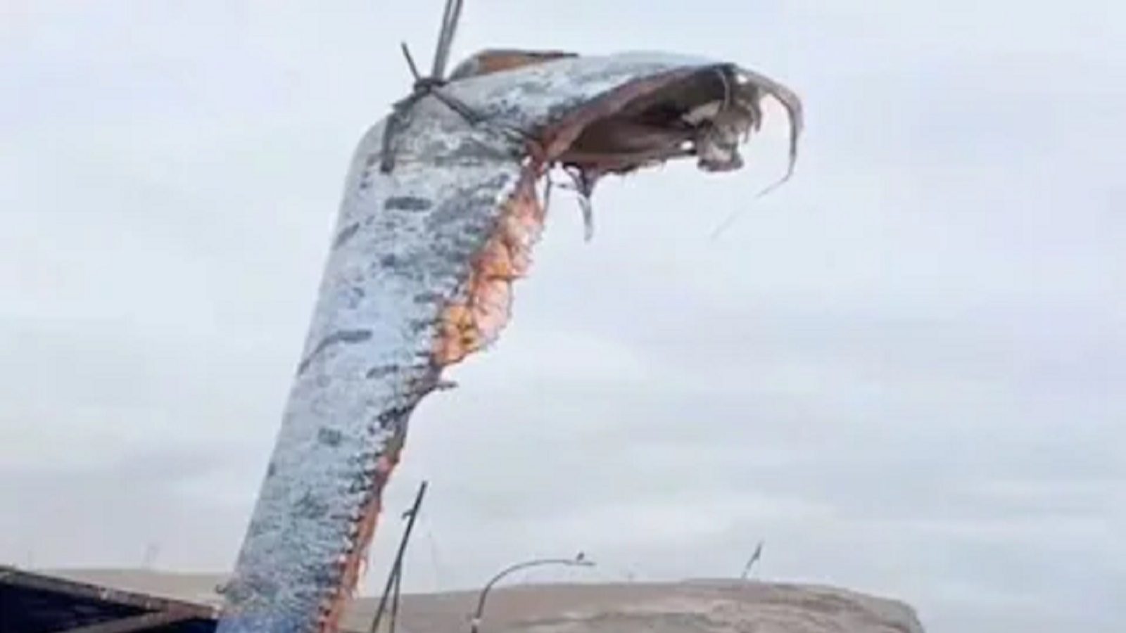 16 feet cursed fish caught in fishermen's net, it becomes a big ...