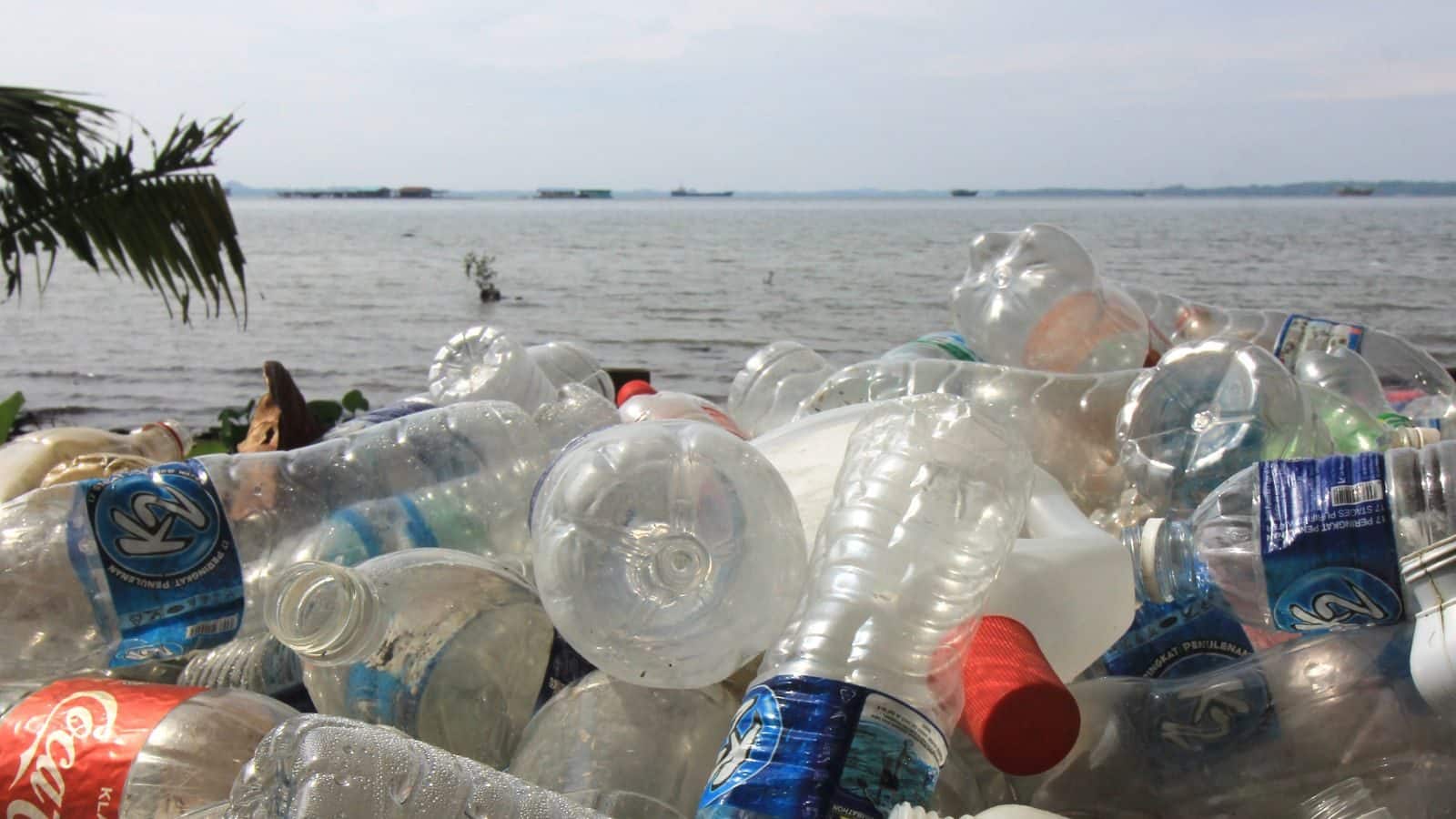 How does plastic affect humans and animals પ્લાસ્ટિકનો ઉપયોગ