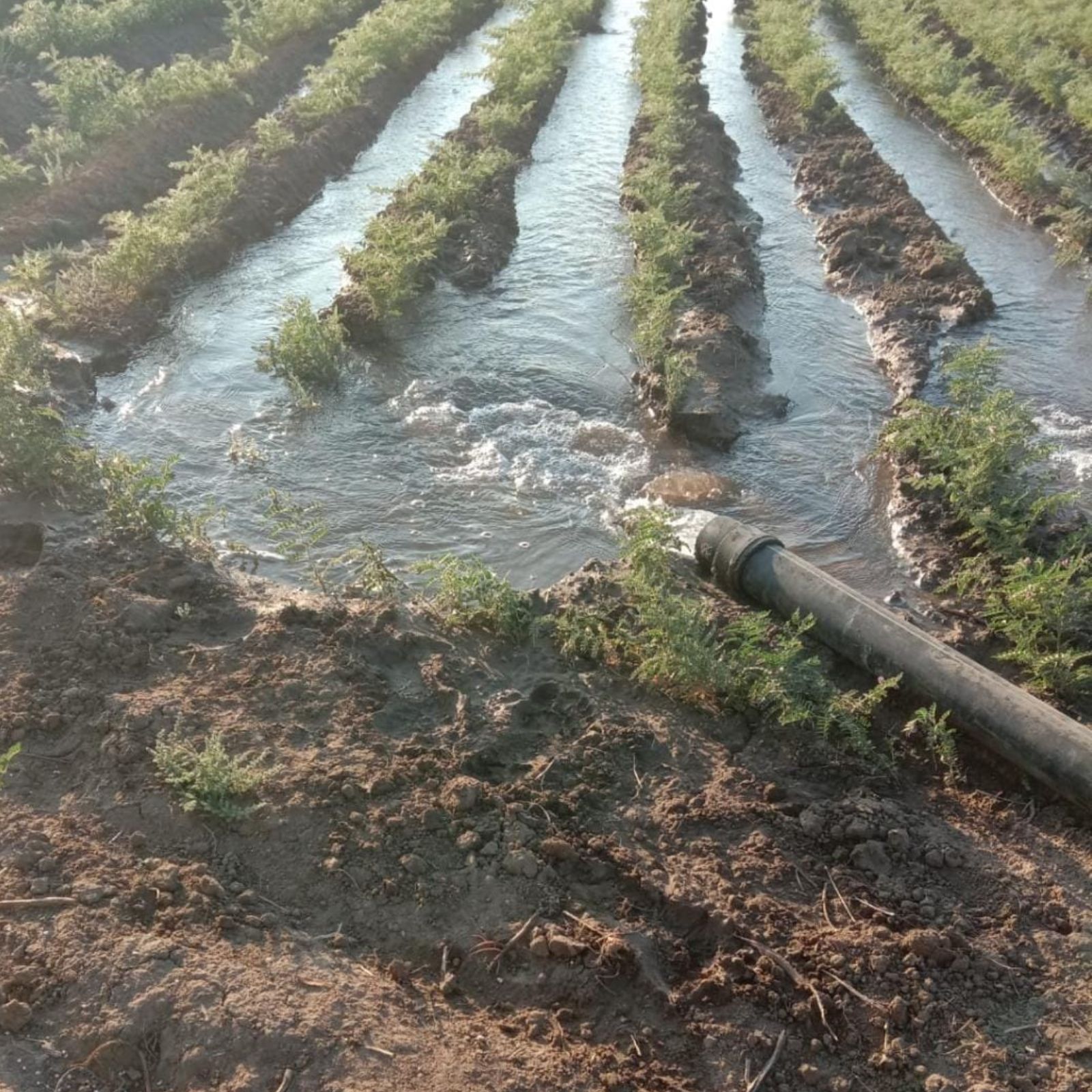  દીપિકા ખુમાણ, અમદાવાદ: વરસાદી પાણી વહી જતો હોય છે, પરંતુ તેનો સંગ્રહ કરવામાં આવે તો કેટલો ઉપયોગી સાબિત થાય તેનું ઉદાહરણ એક ખેડૂતે આપ્યું છે. આ ખેડૂત પોતાના જ ખેતરમાં 55 ફૂટ પાઇપ જમીનમાં ઉતારી વરસાદી પાણીનો સંગ્રહ કરે છે. આ સંગ્રહિત પાણી આખા વર્ષ દરમિયાન ખેતીમાં ઉપયોગી બને છે. આ વર્ષે જ તેમણે 90 મણ ચણાનો પાક આ પદ્ધતિનો ઉપયોગ કરીને લીધો છે. માંડલ તાલુકાના શેર ગામના ખેડૂત ભાઈલાલભાઈ ઉકાભાઇ પટેલે પોતાની કોઠાસૂઝથી પાણી જમીનમાં ઉતારવા માટેની એક પદ્ધતિ પોતાના ખેતરમાં અપનાવી છે. આ પદ્ધતિથી તેઓ હજારો લિટર પાણીનો સંગ્રહ કરે છે અને એ જ પાણીનો ઉપયોગ આખા વર્ષ દરમ્યાન ખેતીમાં તેમજ વાવણીમાં કરે છે.  આ પદ્ધતિના ઉપયોગ થઈ 2016થી અત્યાર સુધીમાં ચણા, એરન્ડા, કપાસ જેવા અનેક પાકો પોતાના ખેતરમાં વાવ્યા છે.