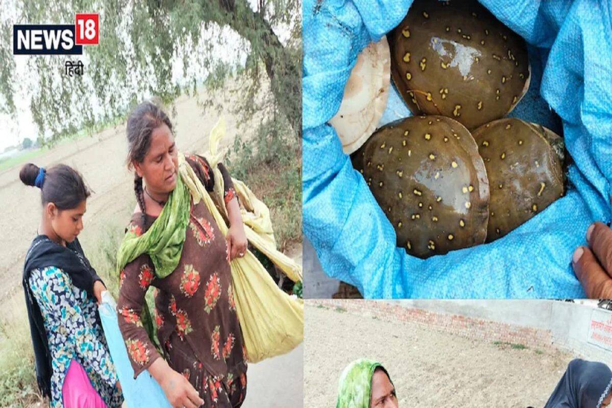 કાચબા ચોરીને લઇ જઈ રહી હતી મહિલાઓ, ગામના લોકોએ પકડીને કરી પોલીસના હવાલે, જુઓ Photos