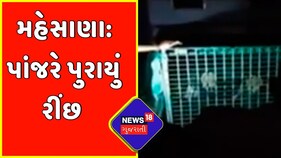 Mehsana: સતલાસણ ગામમાં રીંછ આવતા લોકોમાં ભય | Gujarat News