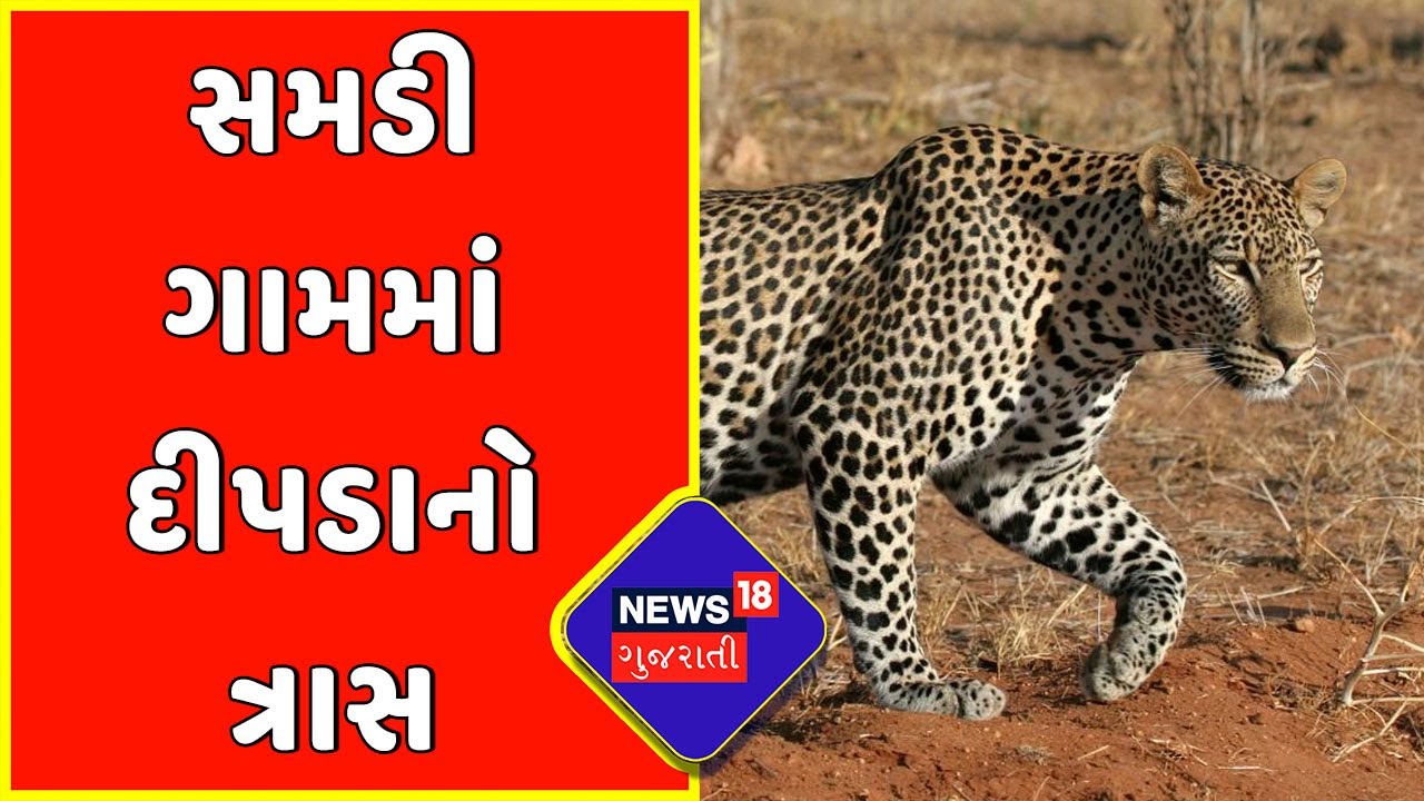 ChhotaUdepur : સમડી ગામમાં દીપડાનો ત્રાસ | Chhota Udaipur News