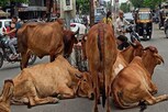 રખડતા ઢોર મામલે હોઇકોર્ટે કહ્યું- પગલા માત્ર કાગળ પર, તહેવારોમાં અકસ્માત ઇચ્છતા નથી