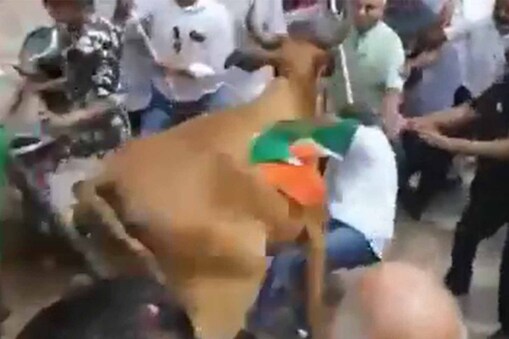 Cow attack Nitin Patel, See exclusive Video - નીતિન પટેલને રખડતી ગાયે  અડફેટે લીધા – News18 Gujarati