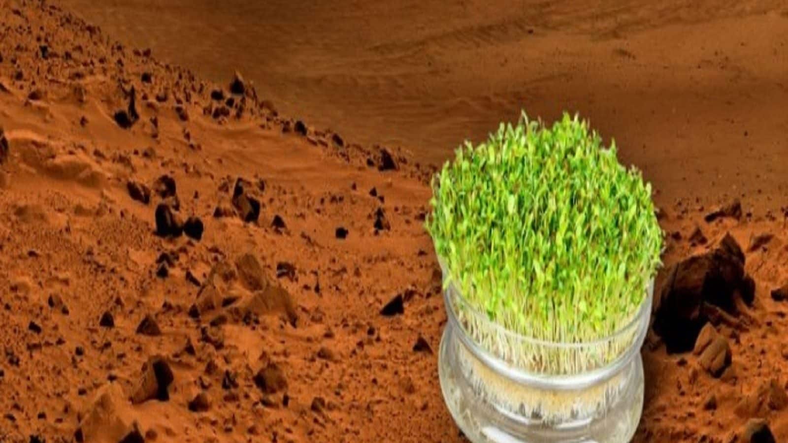 Plantation on Mars may possible after successful growing plant મંગળ