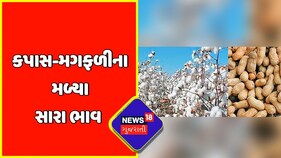 Surendranagar: ધ્રાંગધ્રા APMCમાં પાકની કરાઈ હરાજી, ખેડૂતોમાં ખુશી