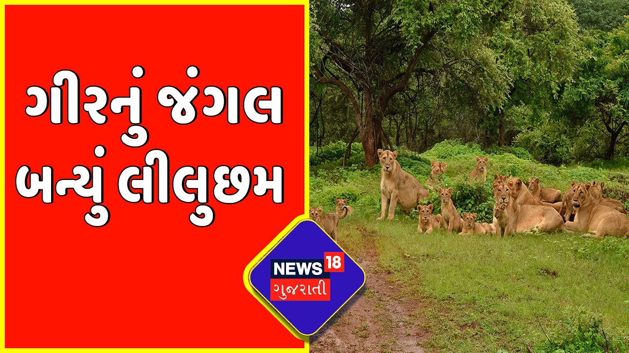 Gir News : અવિરત વરસાદથી ગીરનું જંગલ બન્યું લીલુછમ | Gujarat Weather News