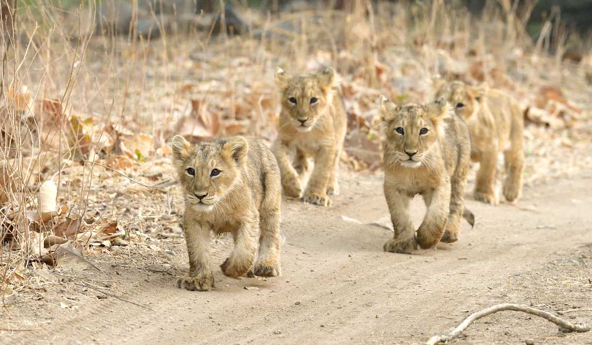 ગીર સોમનાથમાં 10 ઓગષ્ટે વિશ્વ સિંહ દિવસની ઉજવણી કરાશે – News18 ગુજરાતી