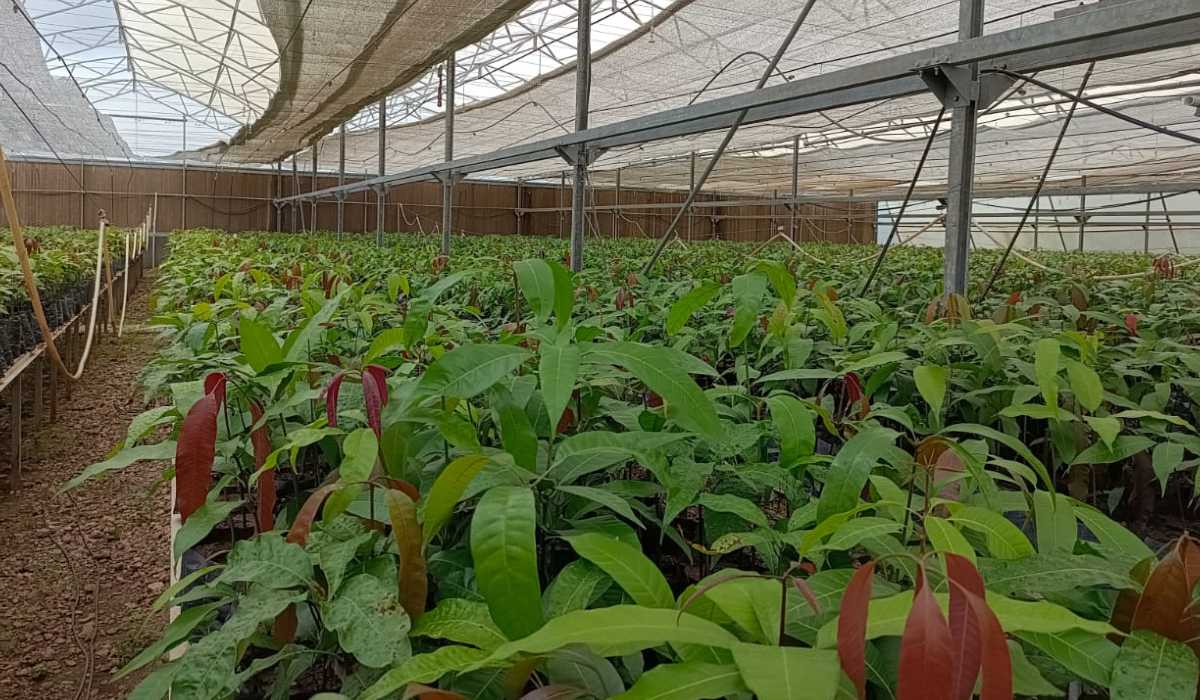 Bhavesh Vala, Gir-Somnath: ગીર સોમનાથ જિલ્લામાં કેસર કેરી (Kesar Mango farming)નું વાવેતર કરતાં ખેડૂતો હવે ઇઝરાયેલી પદ્ધતિ (Israeli system)થી આંબાનું વાવેતર કરતા થયા છે કેમ કે આ પદ્ધતિથી પરંપરાગત ખેતી કરતા વધુ ફાયદા થાય છે તેમ નિષ્ણાતો જણાવે છે. કેસર કેરીનાં ઉત્પાદન તરફ નજર નાંખીએ તો વર્ષ 2020- 21માં 13873 હેક્ટરમાં કેરીનું વાવેતર હતું.