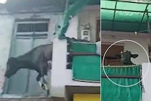 AHMEDABAD: Seeing cattle party, cow climbs to first floor, jumps down, injures leg and head
