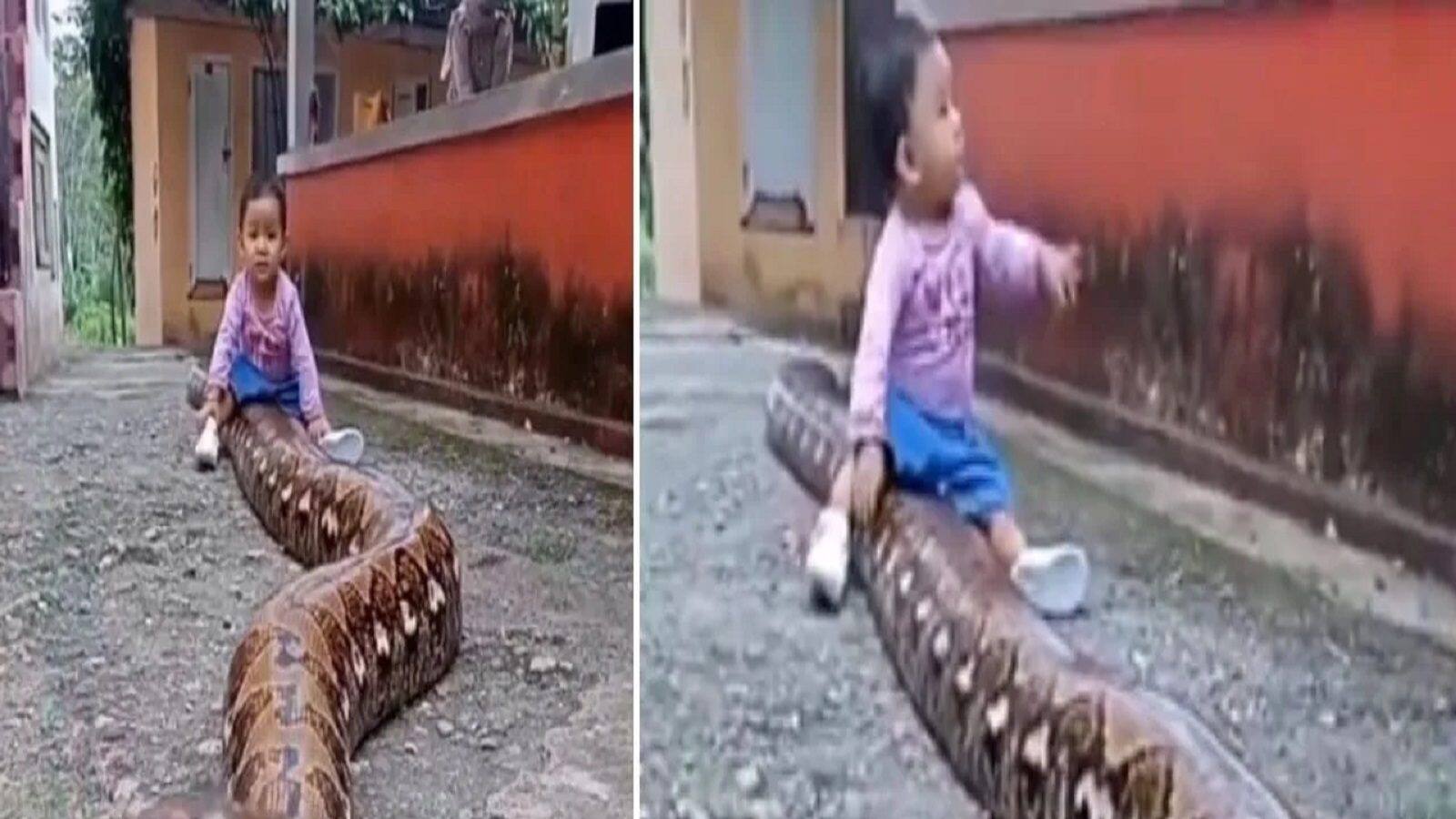 viral video girl child playing with giant python will shocked you ...