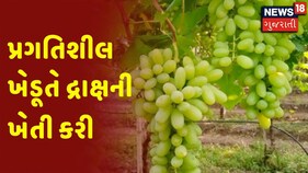Surendranagar | પ્રગતિશીલ ખેડૂતે દ્રાક્ષની ખેતી કરી