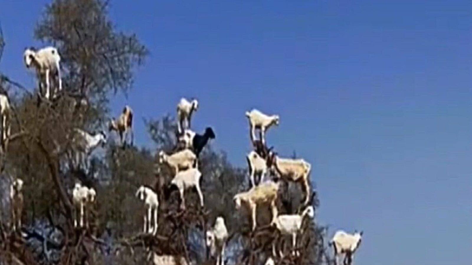 goat hanging from tree tourist come to see them વૃક્ષ પર લટકતી બકરી