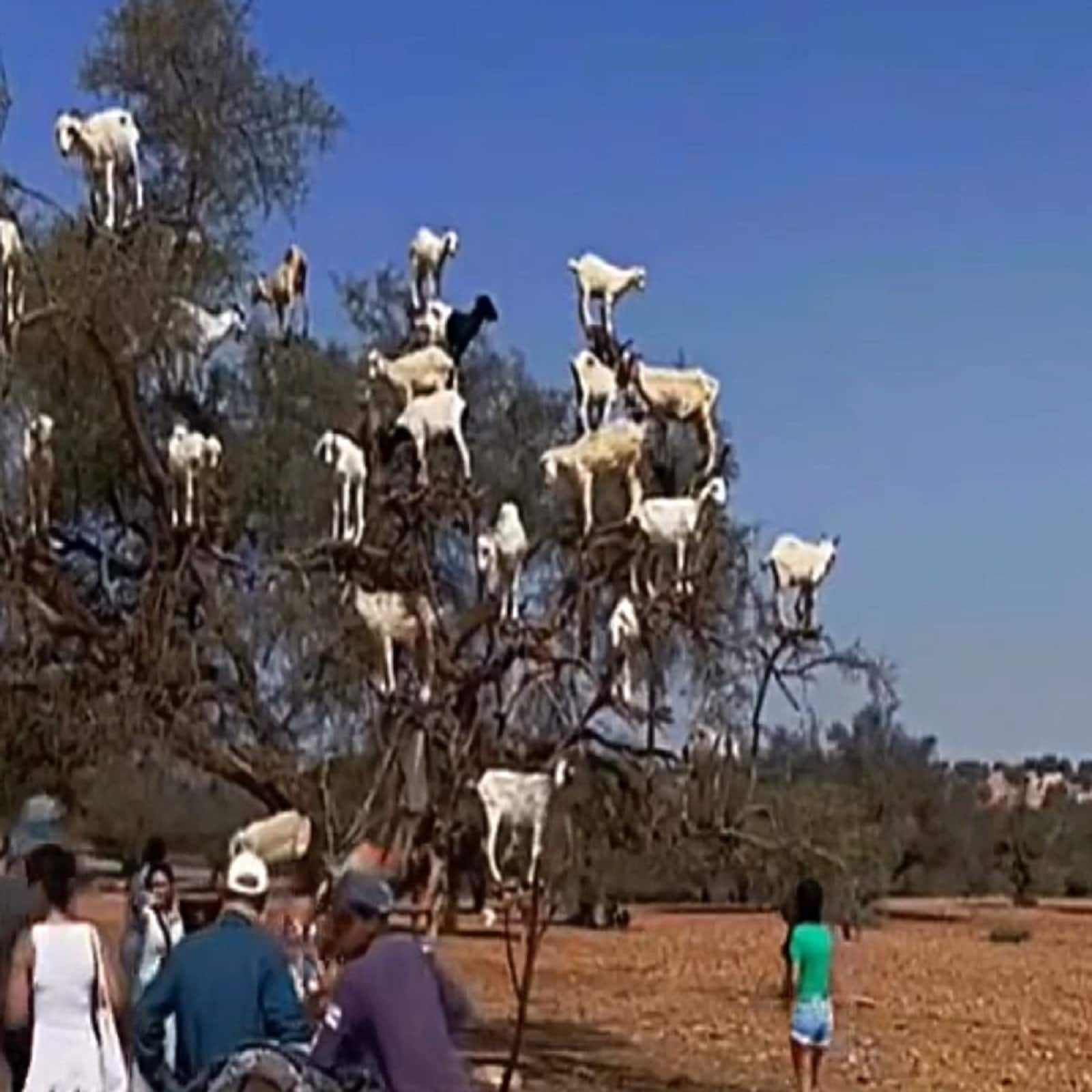 goat hang from tree in morocco harsh reality of animal cruelity