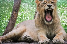 Lion Attack in Amreli: રાજુલાના વાવડી ગામની સીમમાં સિંહણે કિશોરને ફાડી ખાધો, મૃતદેહ છોડતી ન હોવાથી JCB બોલાવી