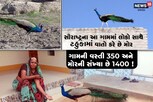 સૌરાષ્ટ્રમાં અહીં લોકો સાથે ટહુકામાં વાતો કરે છે મોર, ગામની વસ્તી 350ને 1400 મોર!
