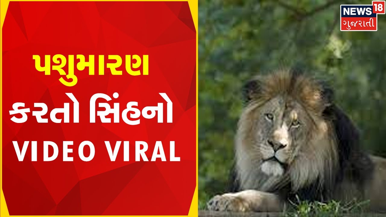 Porbandar : સિકોતર માતાજીના મંદિર પાસે પશુમારણ કરતો સિંહનો Video Viral