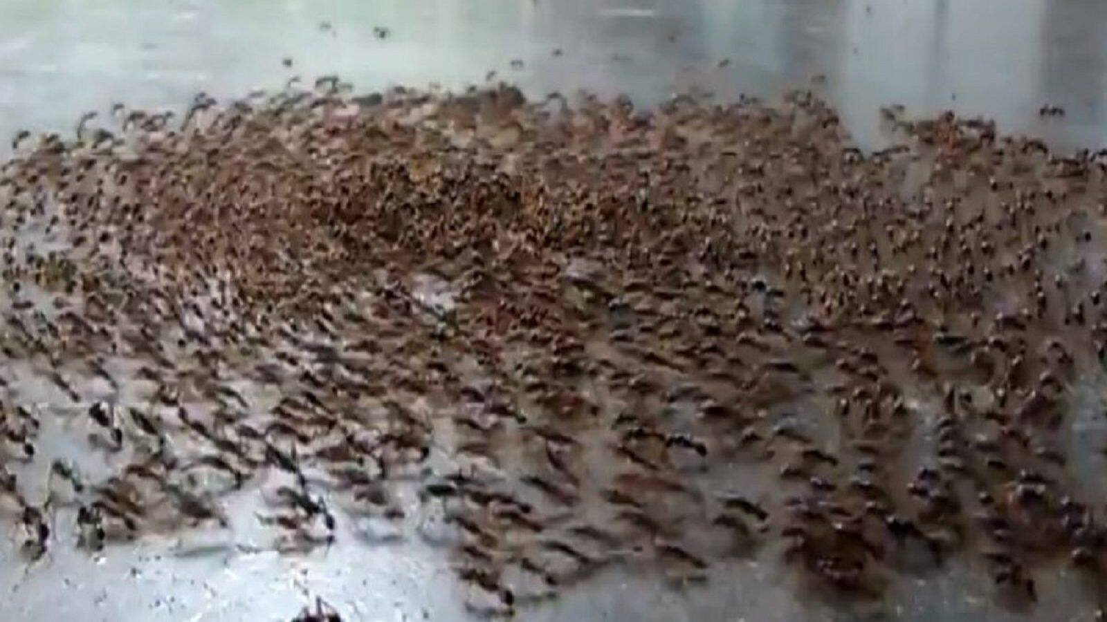 What Is Ant Death Spiral What Is Ant Death Spiral