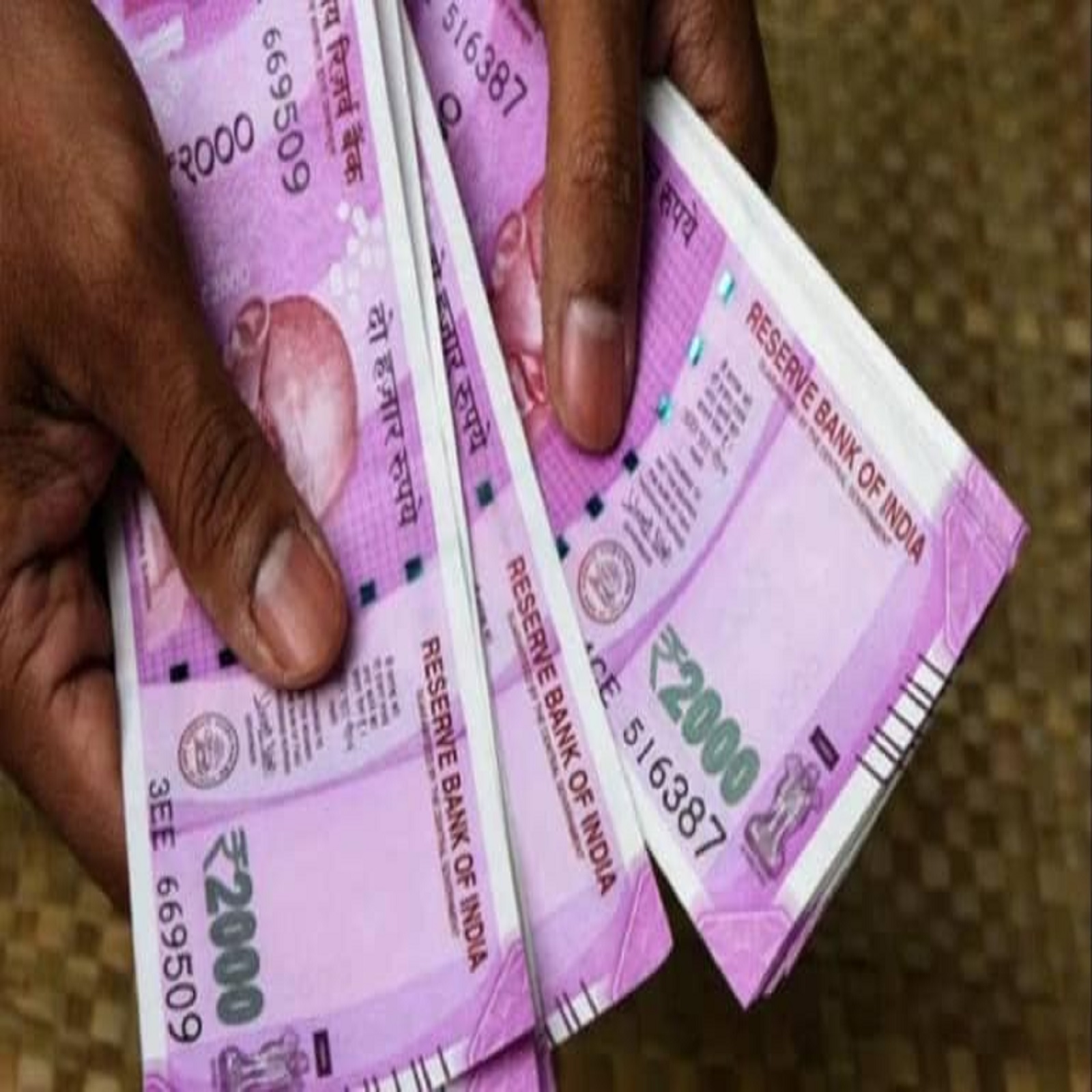  Business Ideas: હાલના સમયમાં ડુક્કર ઉછેર રોજગાર અને કમાણી માટે એક સારો વિકલ્પ બની રહ્યું છે. આ કામ દ્વારા લોકો હવે સારી કમાણી પણ કરી રહ્યાં છે.