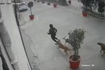 11 વર્ષની માસૂમને કૂતરાઓએ ફાડી નાખી, ઘટના CCTVમાં કેદ