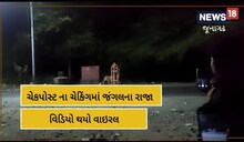 Junagadh: ચેકપોસ્ટના ચેકીંગ પર નીકળ્યા જંગલના રાજા; જુઓ વીડિયો