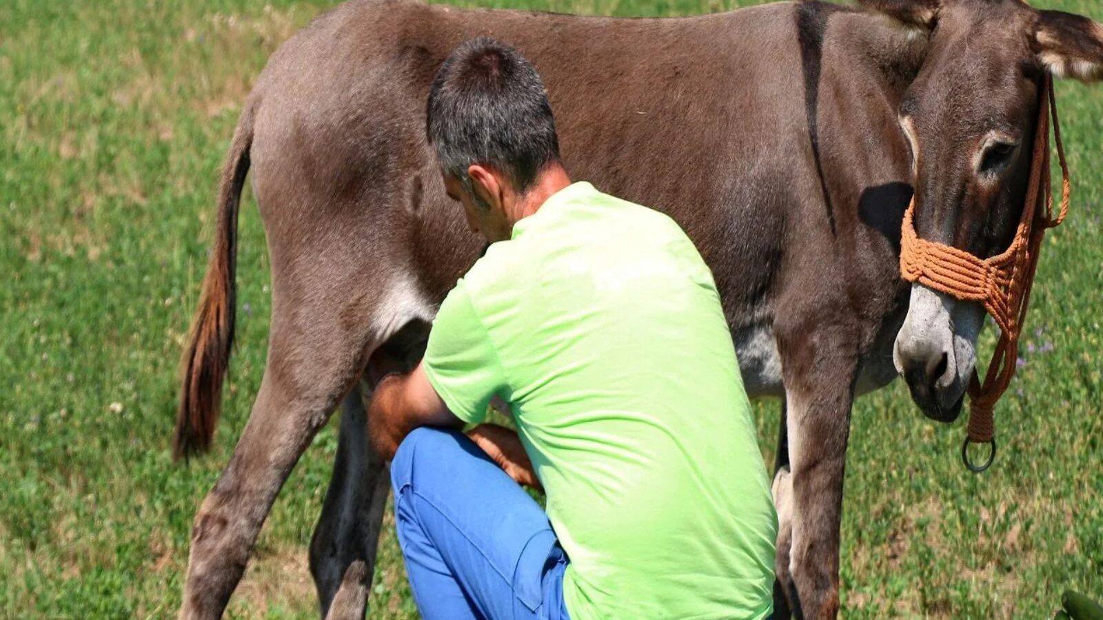 આંધ્રપ્રદેશમાં ખોટી માન્યતા લઈ રહી છે ગધેડાઓનો ભોગ, એક દાયકામાં 67