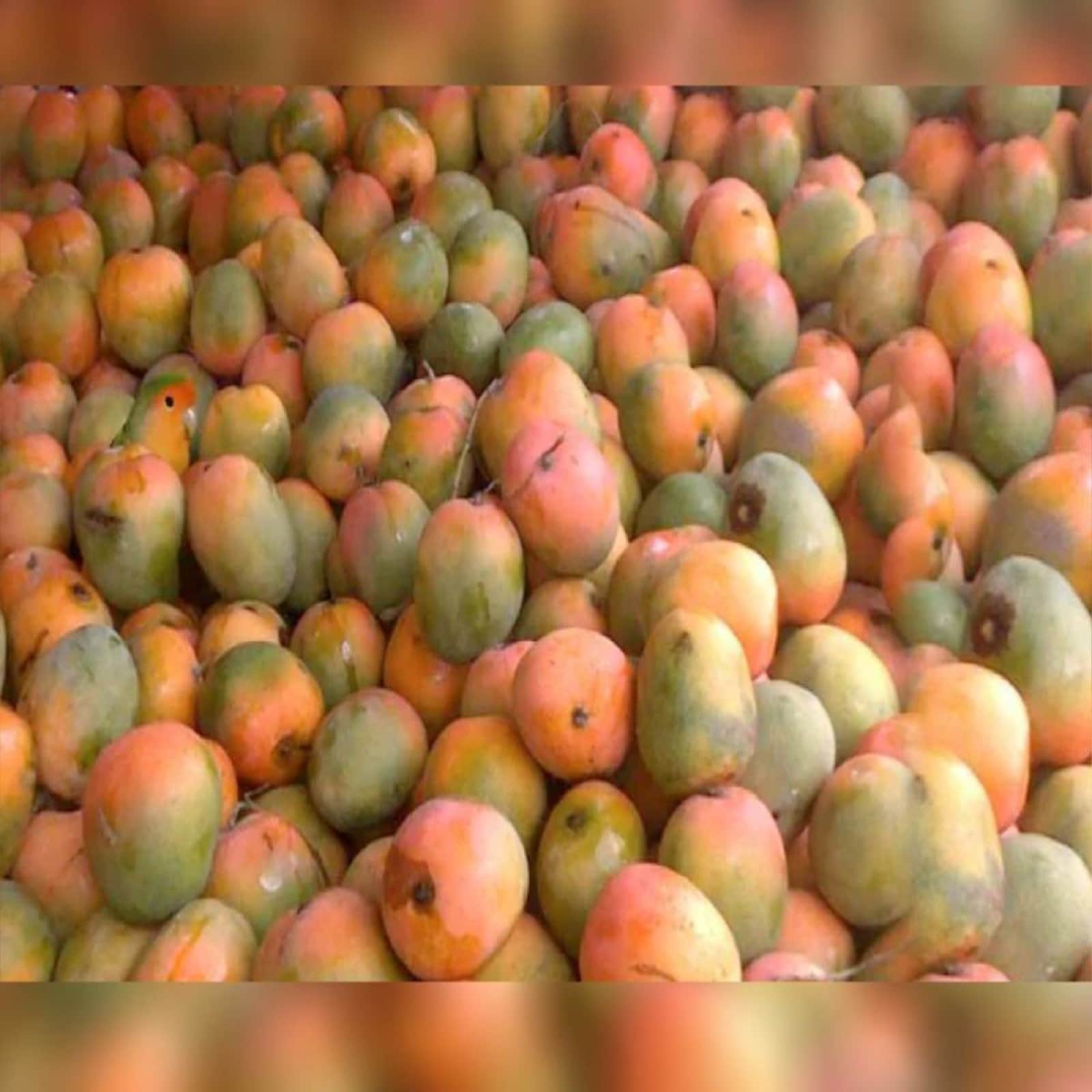 optical illusion can you find a parrot in mangoes viral spot the subject puzzle