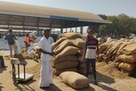 હાલારની મગફળીની તામિલનાડુમાં બોલબાલા, ભાવ જાણી ખેડૂતો ખુશખુશાલ