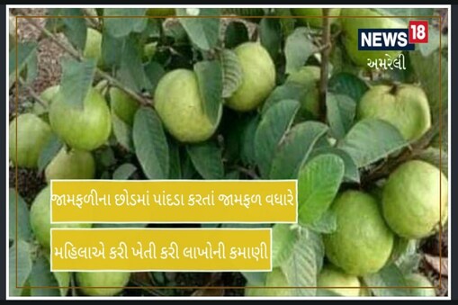 અમરેલી