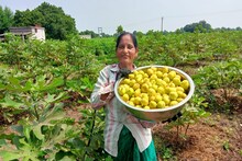 Amreli: અંજીરની ખેતી કરનાર પ્રથમ મહિલાને મળો, લાખોની કરી કમાણી