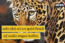 Vadodara: પન્ના ટાઈગર રિઝર્વના વાધોને આટલા નજીકથી તમે નહી જોયા હોય, જોઈ લો Video