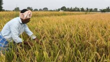 FARMER NEWS: આ તારીખ પહેલા ખેડૂતો E- KYC કરાવી લેજો, ચૂકશો તો નહીં મળે PM કિસાન યોજનાનો લાભ!